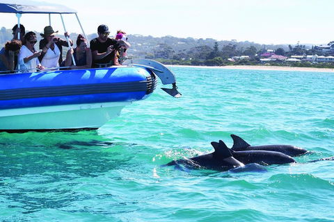 Southern Ocean Adventure From Victor Harbor - Accommodation Resorts 2