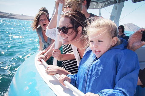 Southern Ocean Adventure From Victor Harbor - Accommodation Resorts 4