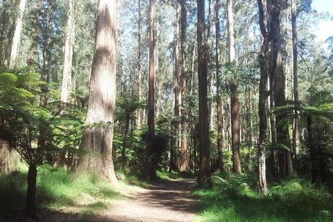 Dandenong Ranges Private Tour Including William Ricketts Sanctuary - Accommodation Resorts 0