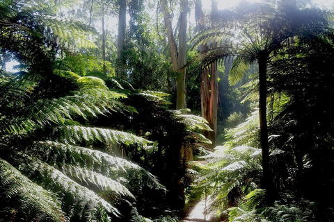 Dandenong Ranges Private Tour Including William Ricketts Sanctuary - Accommodation Resorts 1