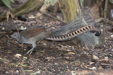 Dandenong Ranges Private Tour Including William Ricketts Sanctuary - Accommodation Resorts 4