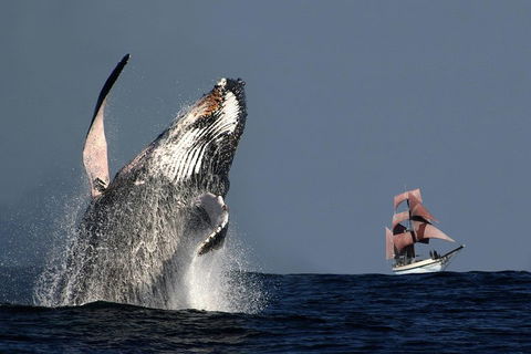 Sydney Harbour Tall Ship Whale & Sail - Whale Watching Cruise - Accommodation Resorts 0