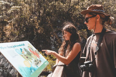 Springbrook AndTamborine Rainforest Tour Incl Natural Bridge And Glow Worm Cave - Accommodation Resorts 0