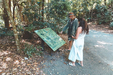 Springbrook AndTamborine Rainforest Tour Incl Natural Bridge And Glow Worm Cave - Accommodation Resorts 5