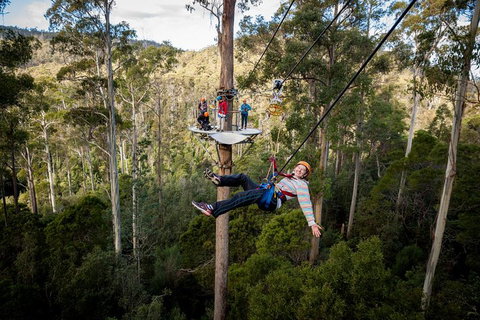 Hollybank Wilderness Adventure - Zipline Tours - Accommodation Resorts 0