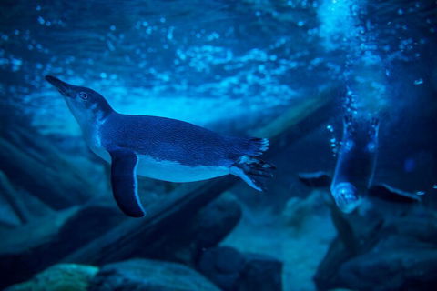 SEA LIFE Sunshine Coast Aquarium Entrance Ticket - Accommodation Resorts 1