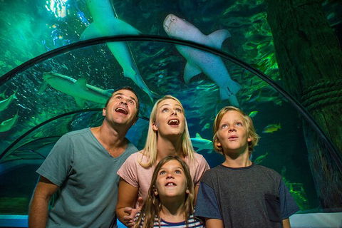 SEA LIFE Sunshine Coast Aquarium Entrance Ticket - Accommodation Resorts 3