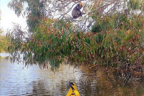 Kangaroo Island Self-Guided Kayaking On The Harriet River - Accommodation Resorts 4