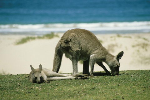 Great Ocean Road Highlights Tour - 2 Days, 1 Night - Accommodation Resorts 2