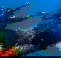 Scuba Dive the S.S. Yongala Wreck on the Great Barrier Reef. - Accommodation Resorts